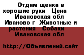 Отдам щенка в хорошие руки › Цена ­ 1 - Ивановская обл., Иваново г. Животные и растения » Собаки   . Ивановская обл.